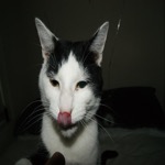Mister Tongue Lick
